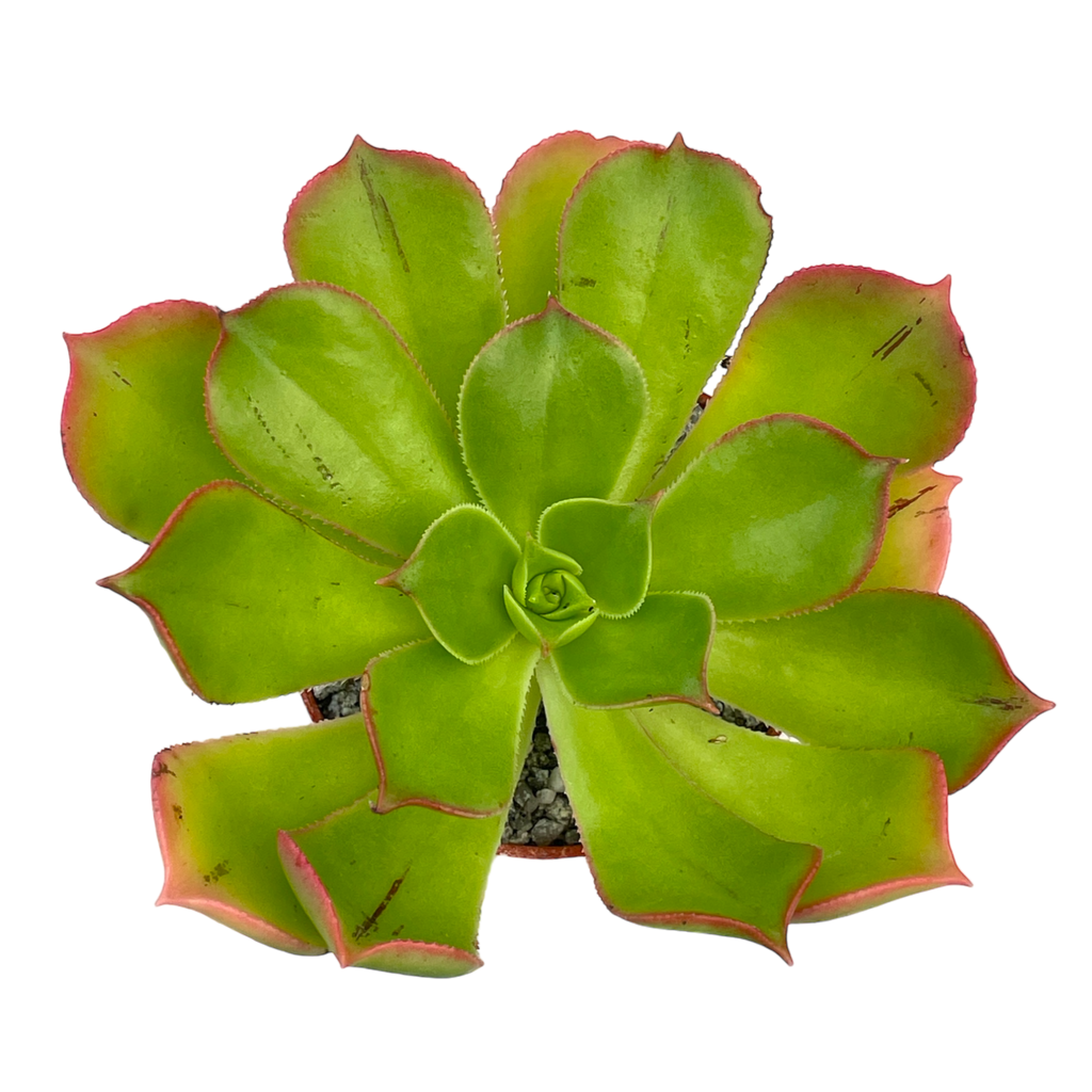 Aeonium percarneum