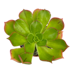 Aeonium percarneum