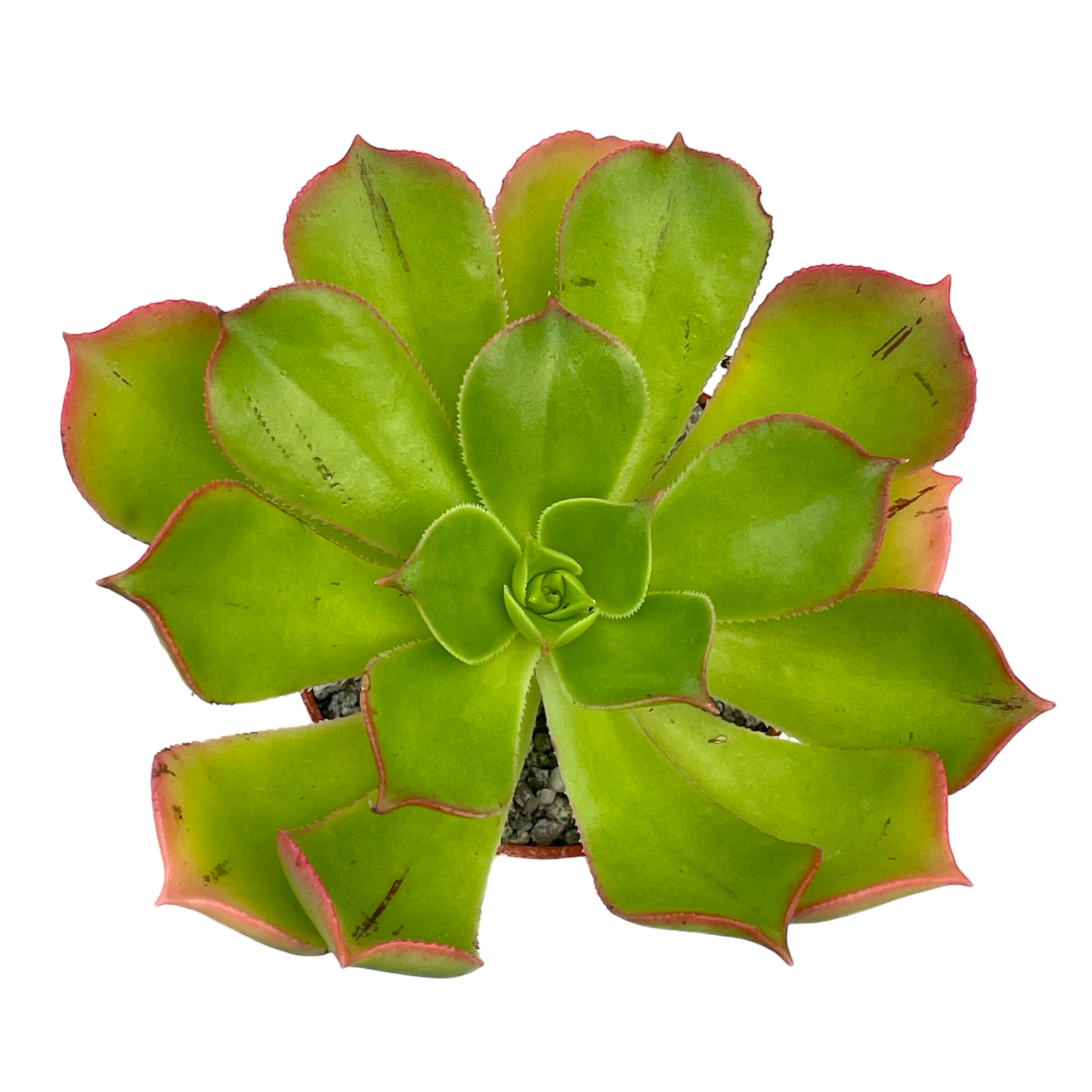 Aeonium percarneum