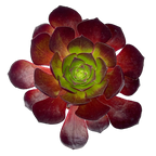 x Semponium 'Vortex'