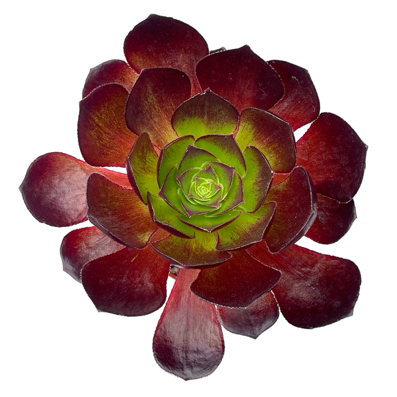 x Semponium 'Vortex'