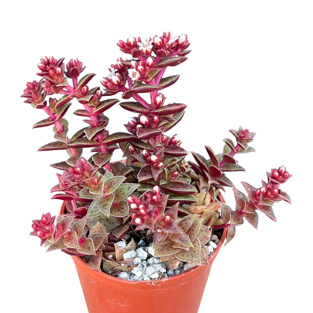 Crassula exilis ssp. cooperi