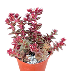 Crassula exilis ssp. cooperi