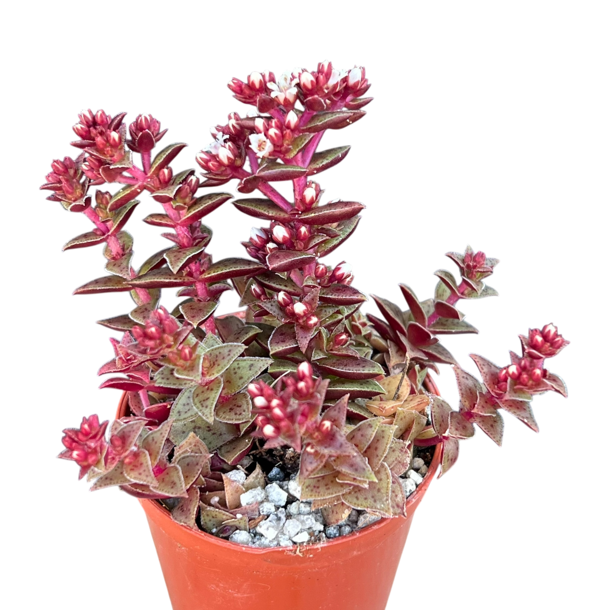Crassula exilis ssp. cooperi