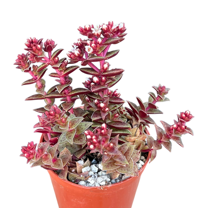 Crassula exilis ssp. cooperi