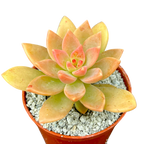x Graptosedum 'Cesar'