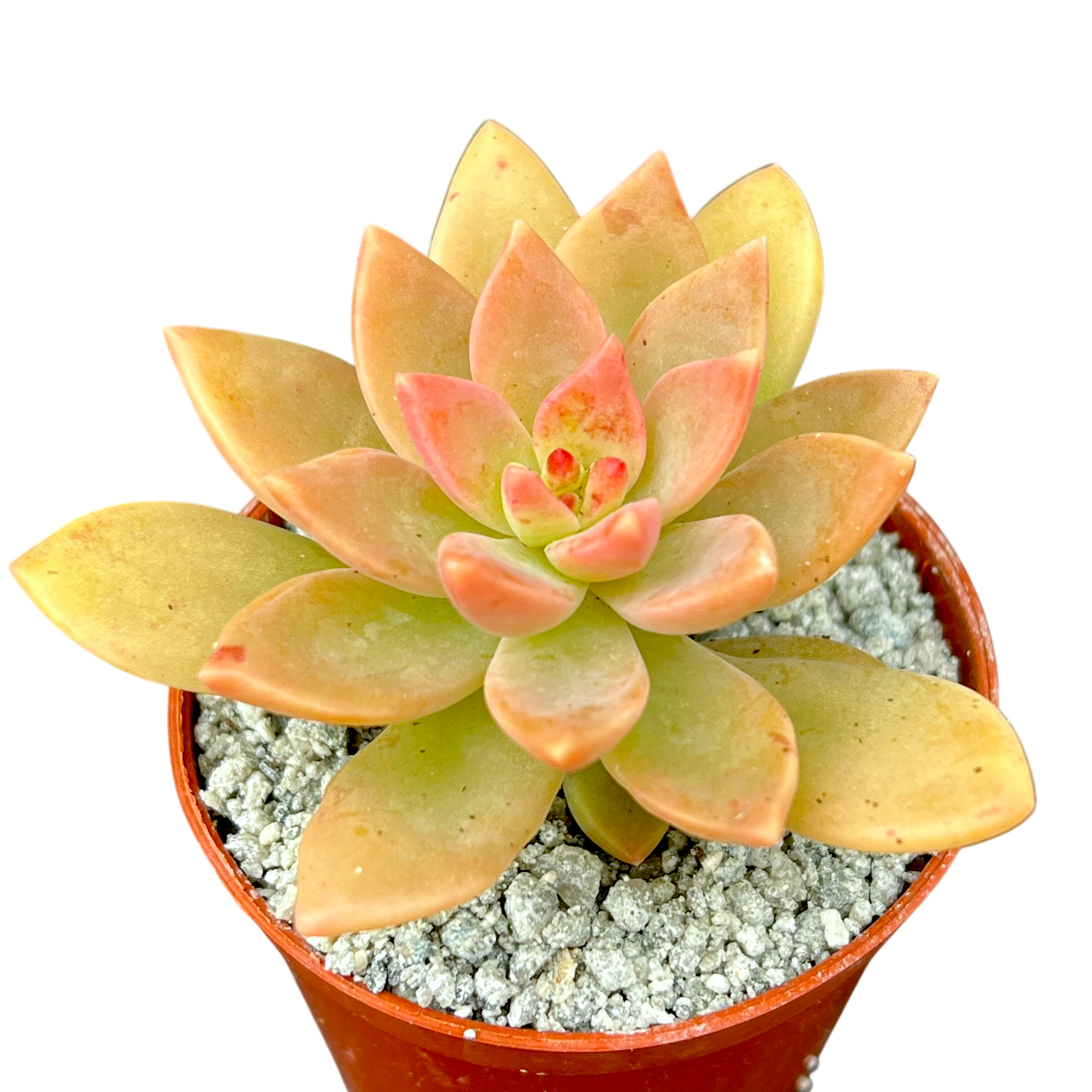 グラプトセダム'カエサル' – Surreal Succulents
