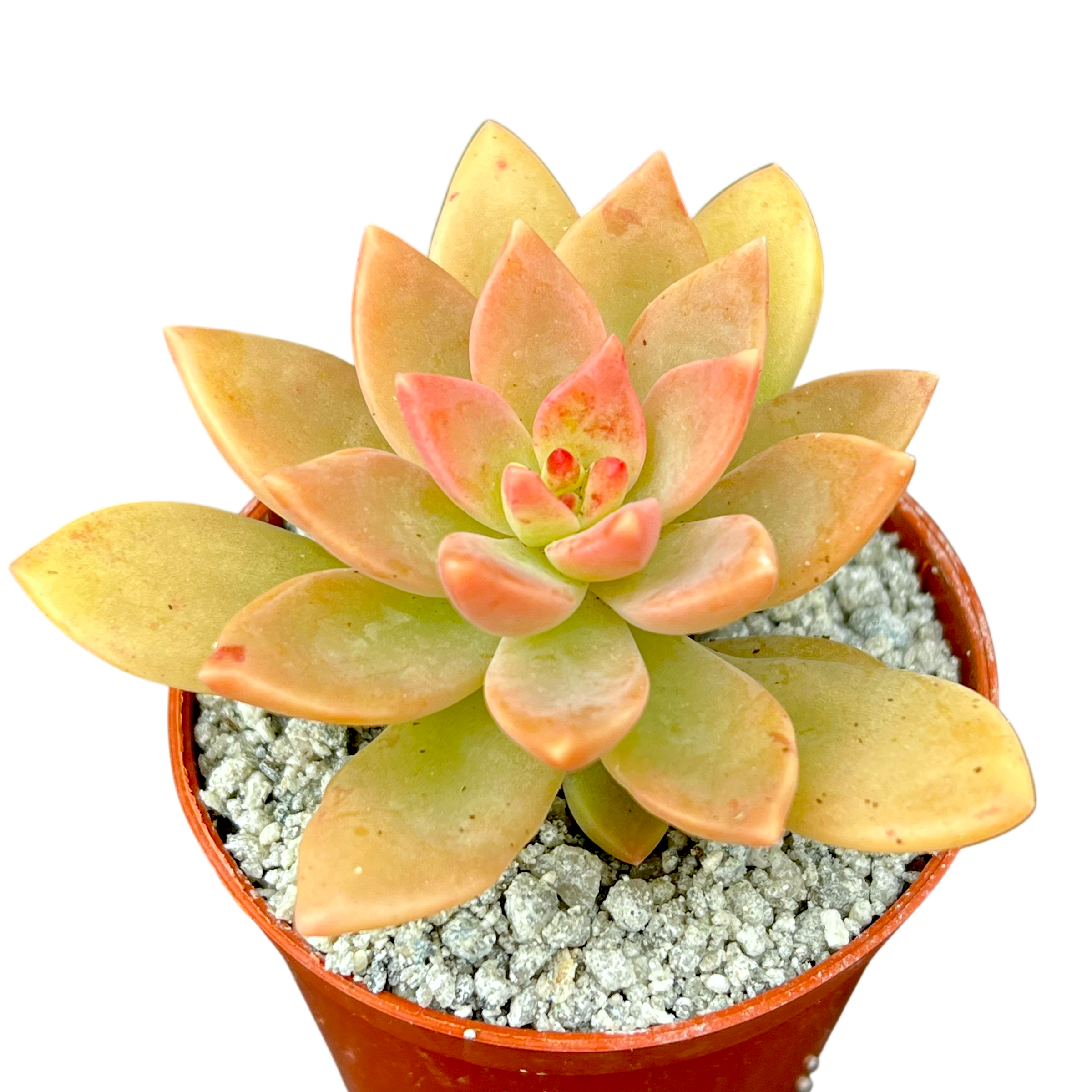 x Graptosedum 'Cesar'