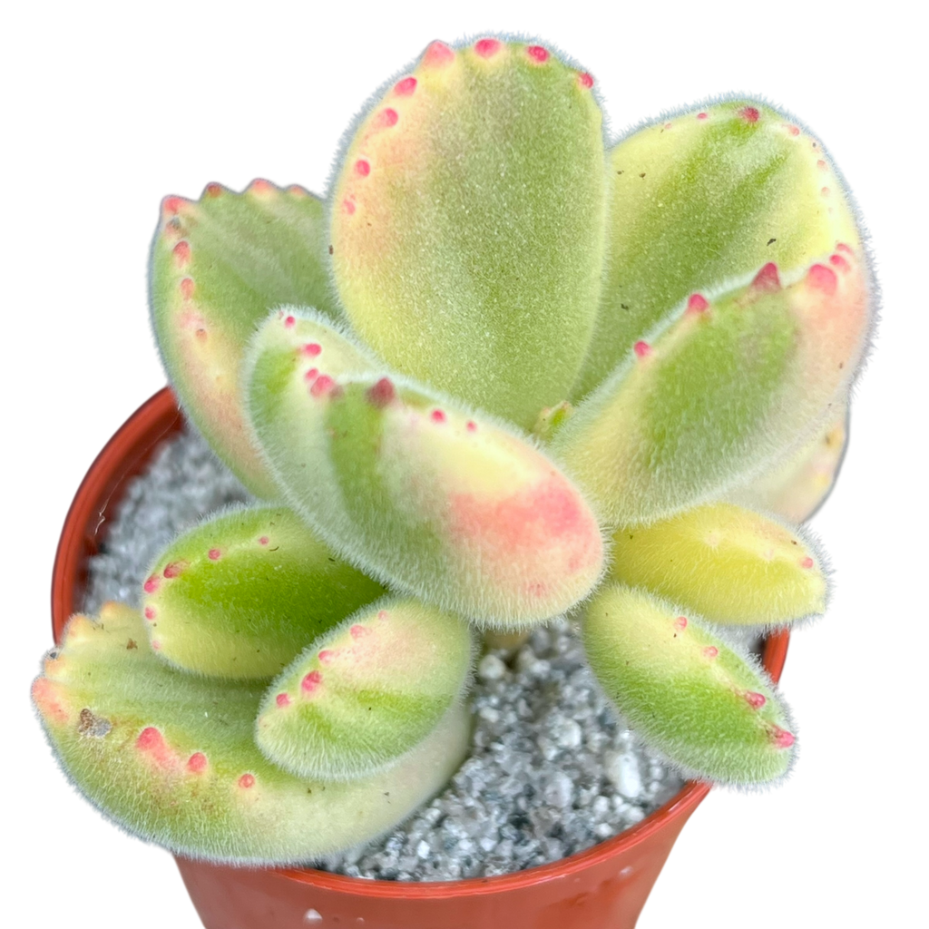 Cotyledon ladismithiensis variegata