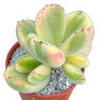 Cotyledon ladismithiensis variegata