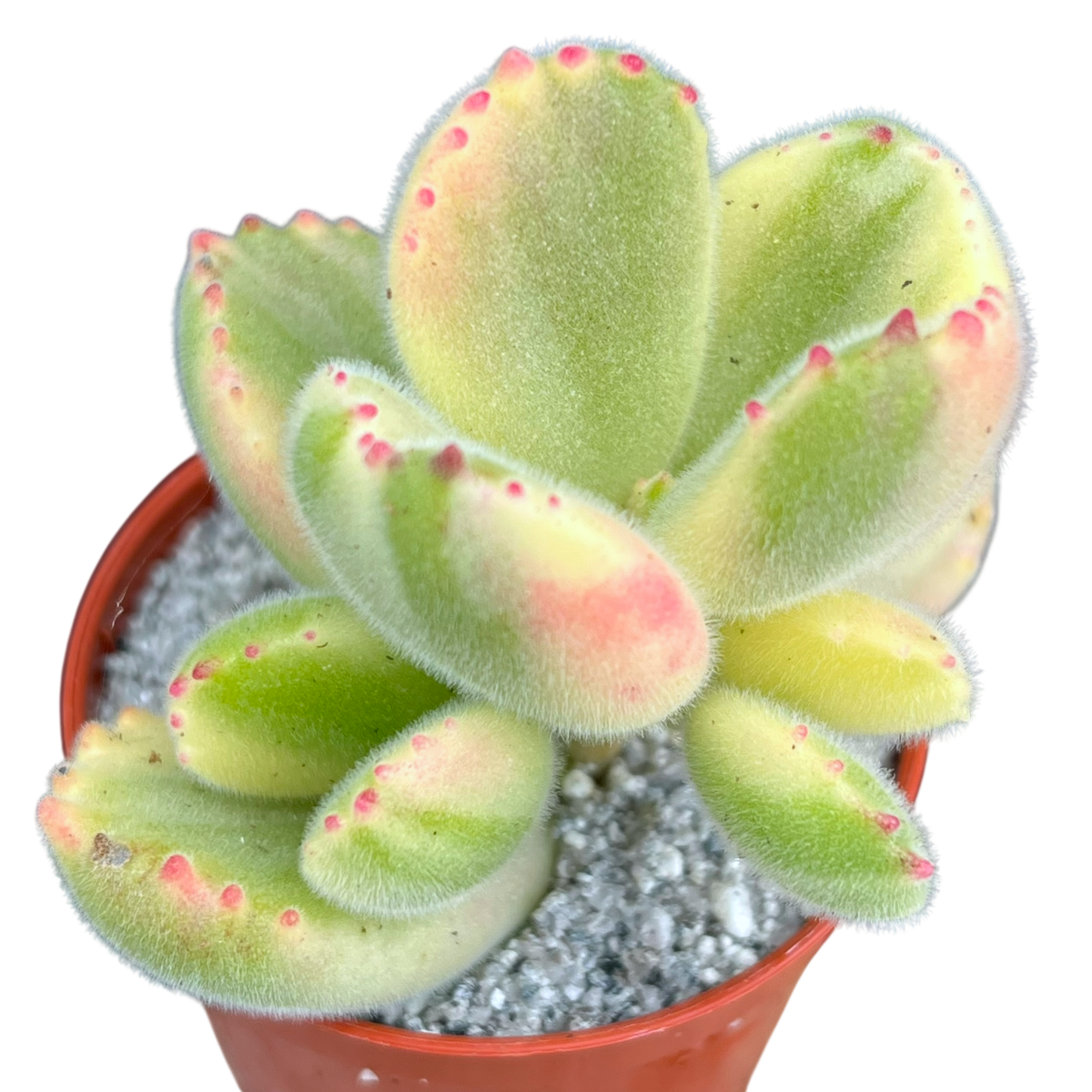 Cotyledon ladismithiensis variegata