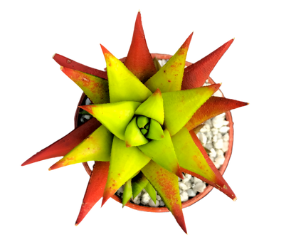 Astroloba skinneri