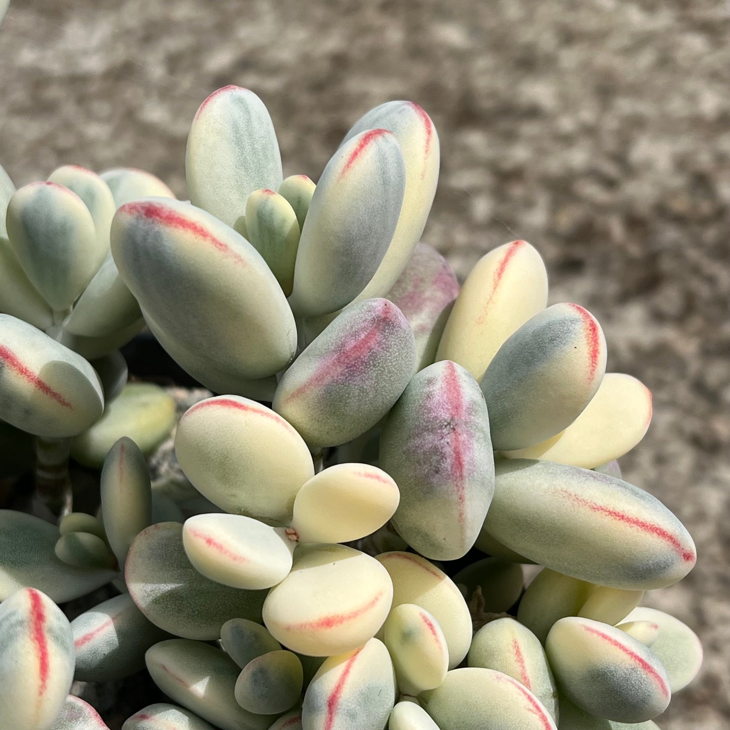 Cotyledon orbiculata 'Unicorn Poop'