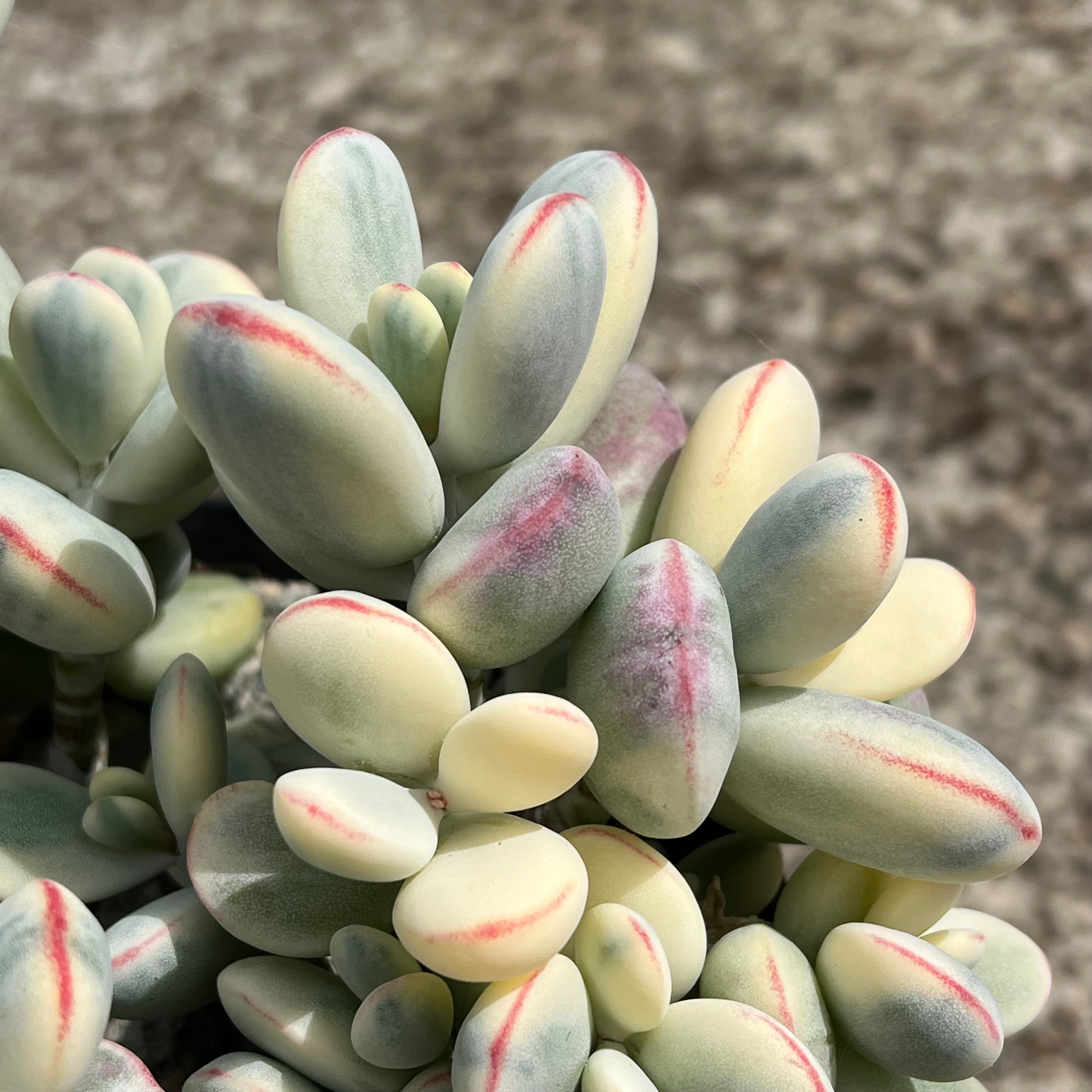 Cotyledon orbiculata | Unicorn Poop