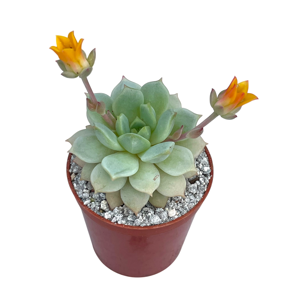 Echeveria derenbergii