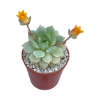 Echeveria derenbergii