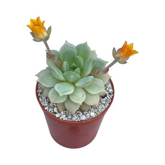 Echeveria derenbergii
