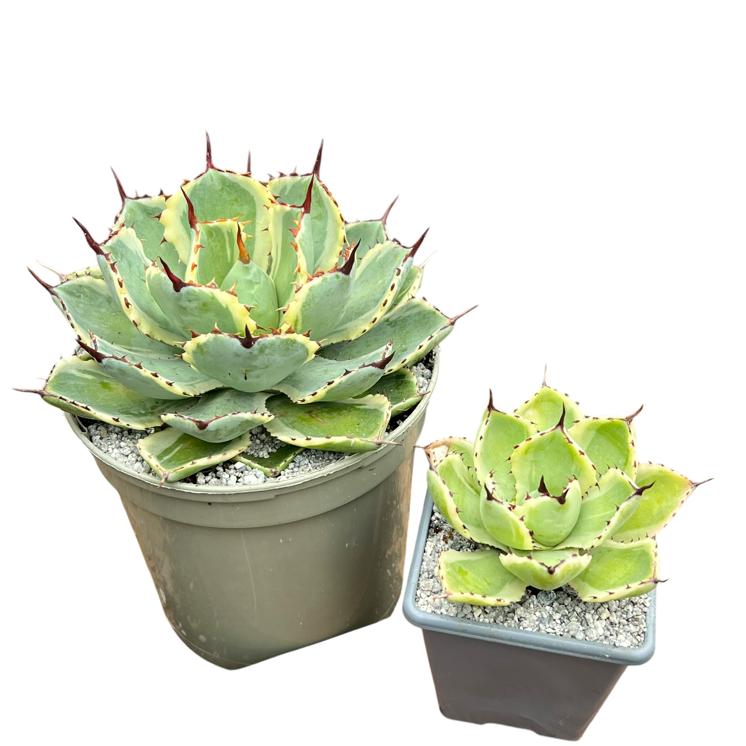 アガベ ポタトラム '吉祥冠' – Surreal Succulents