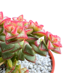 Crassula rupestris var. monticola