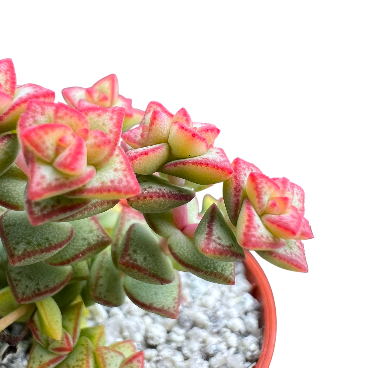 Crassula rupestris var. monticola