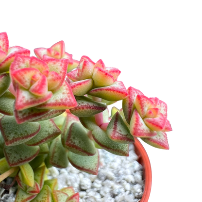 Crassula rupestris var. monticola