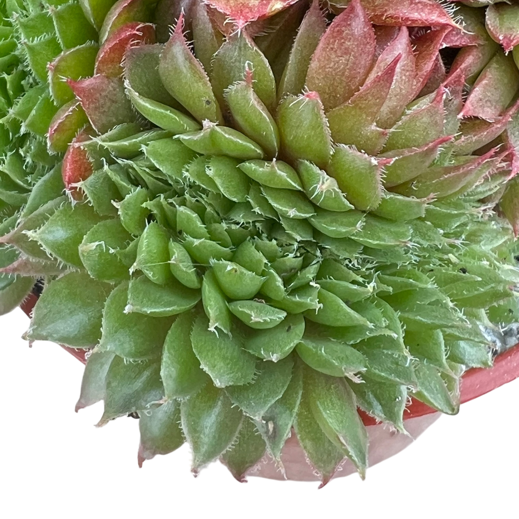 Sempervivum 'Red Robin'