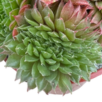 Sempervivum 'Red Robin'