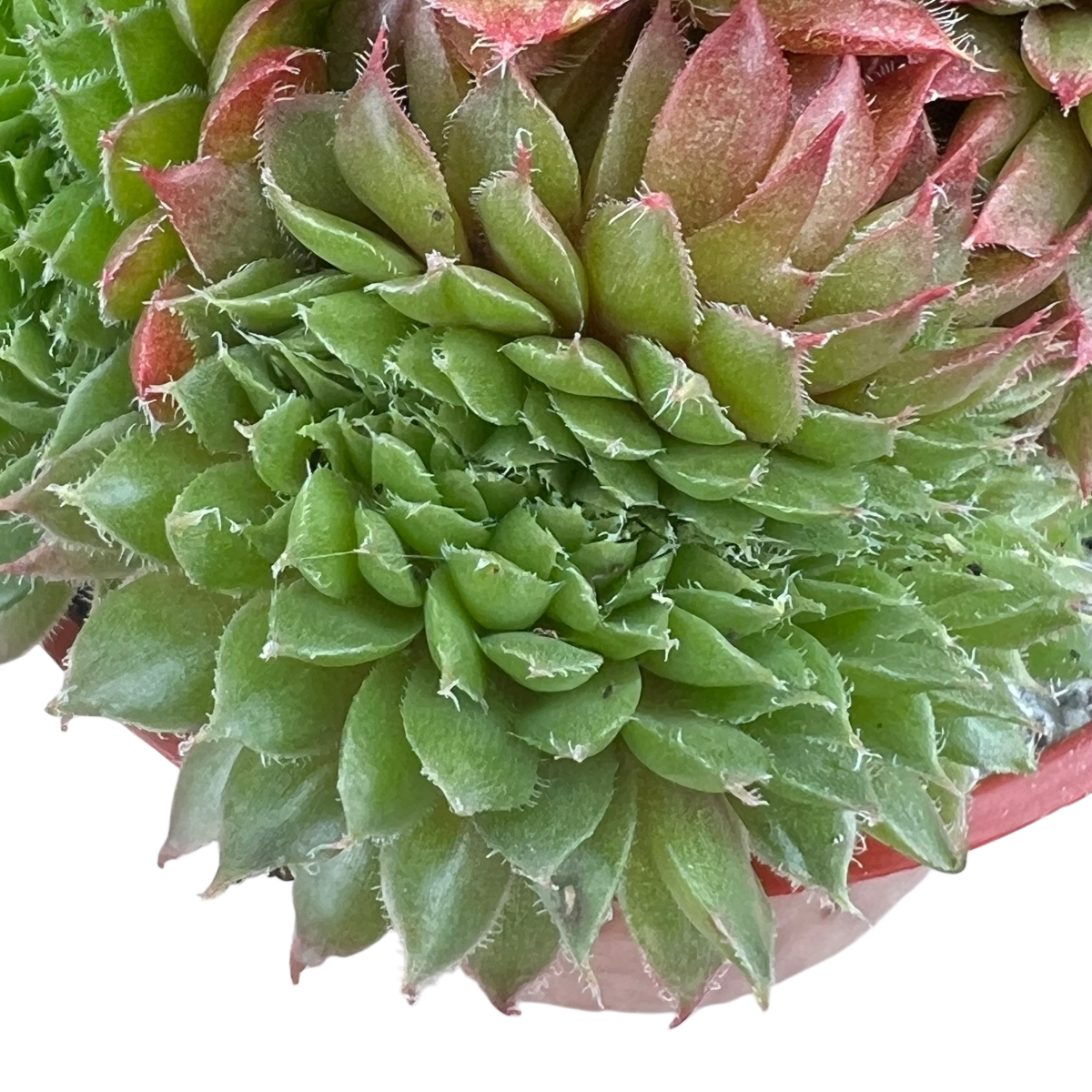Sempervivum 'Red Robin'