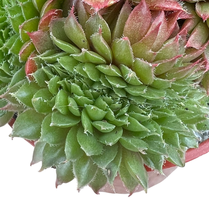 Sempervivum 'Red Robin'