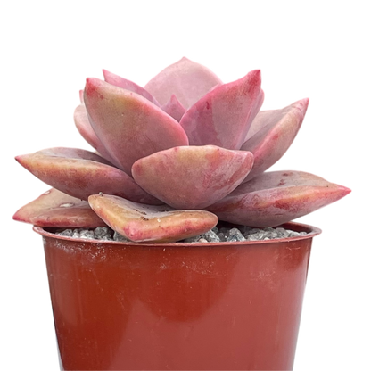 x Graptoveria 'Mrs Richards'
