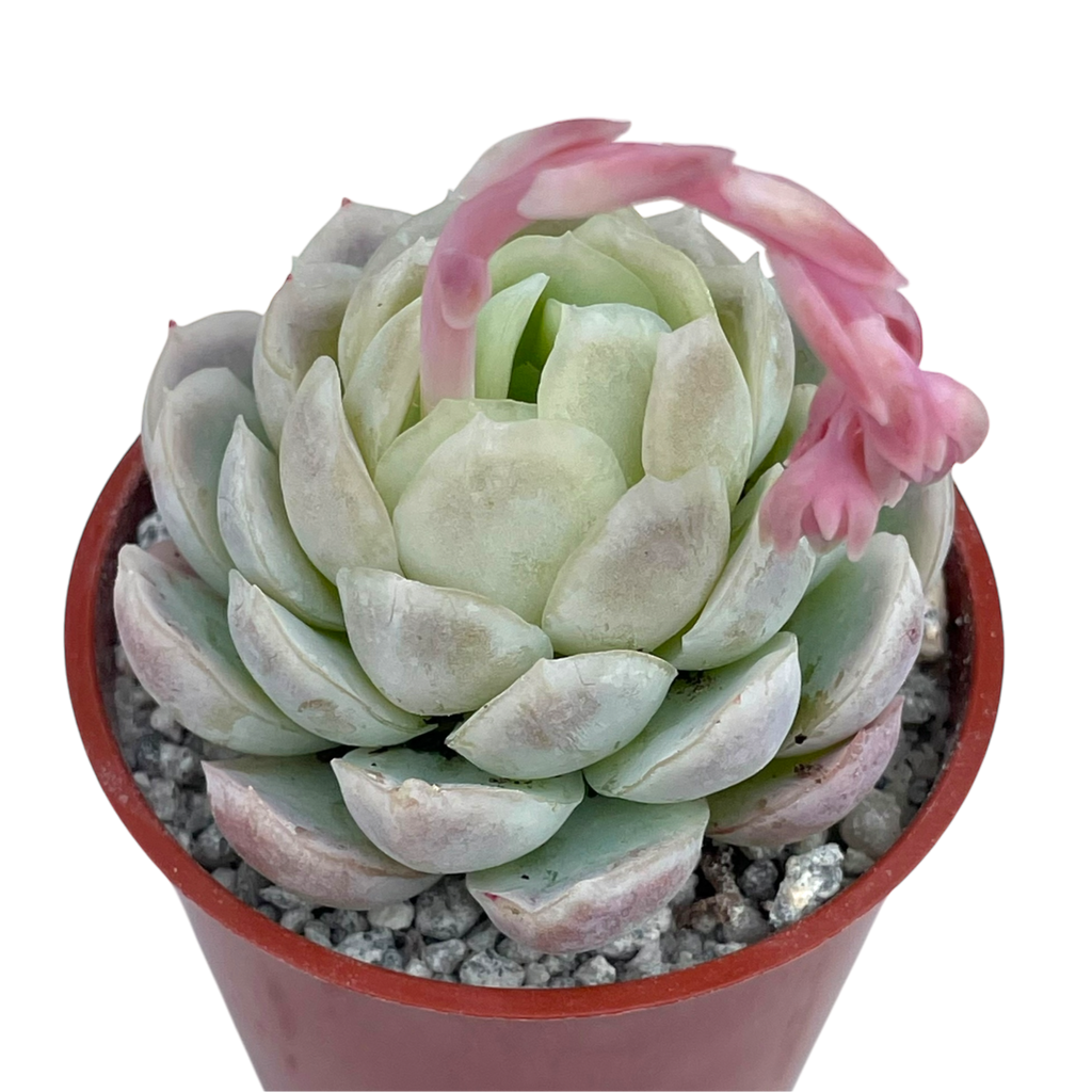 Echeveria elegans