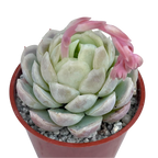 Echeveria elegans
