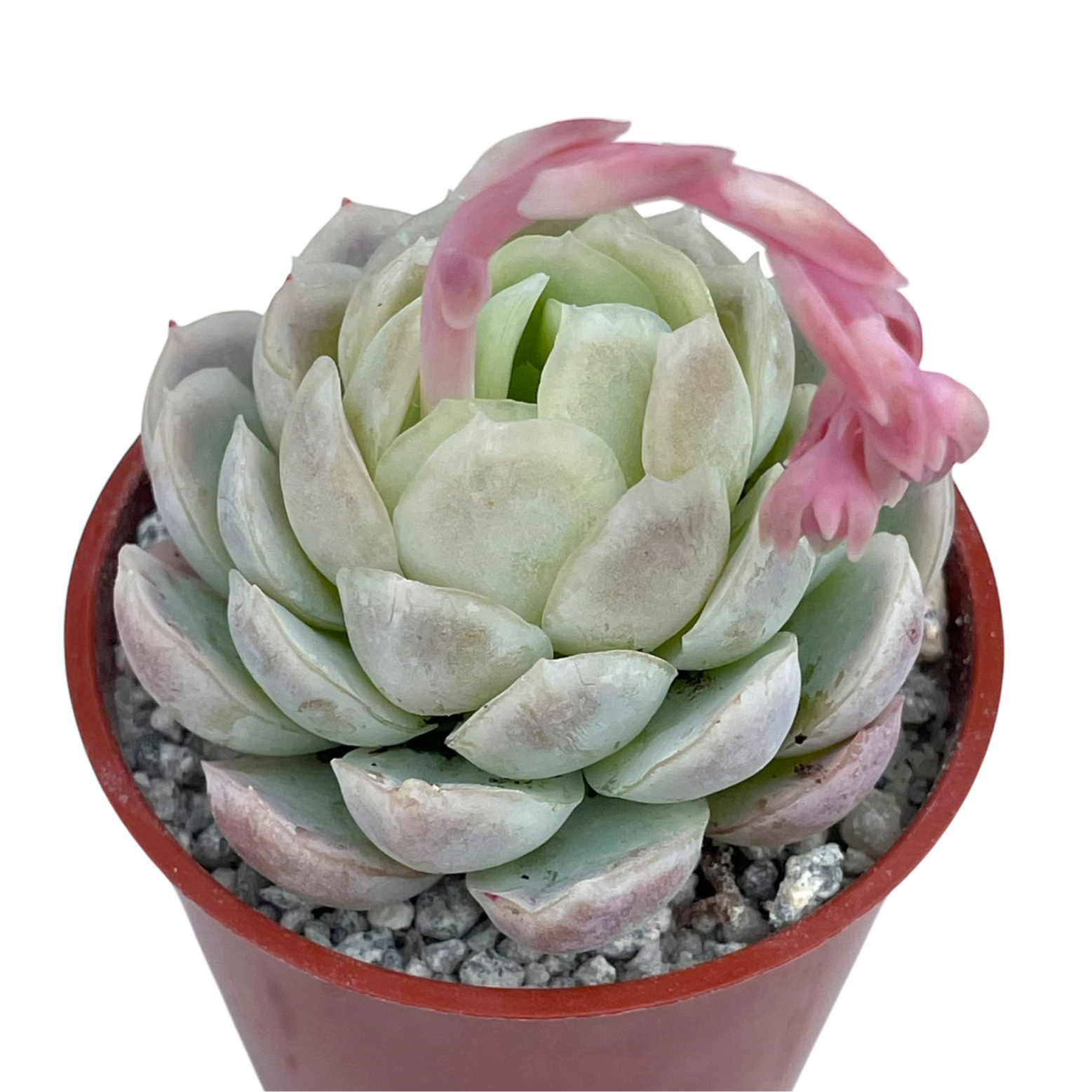 Echeveria elegans