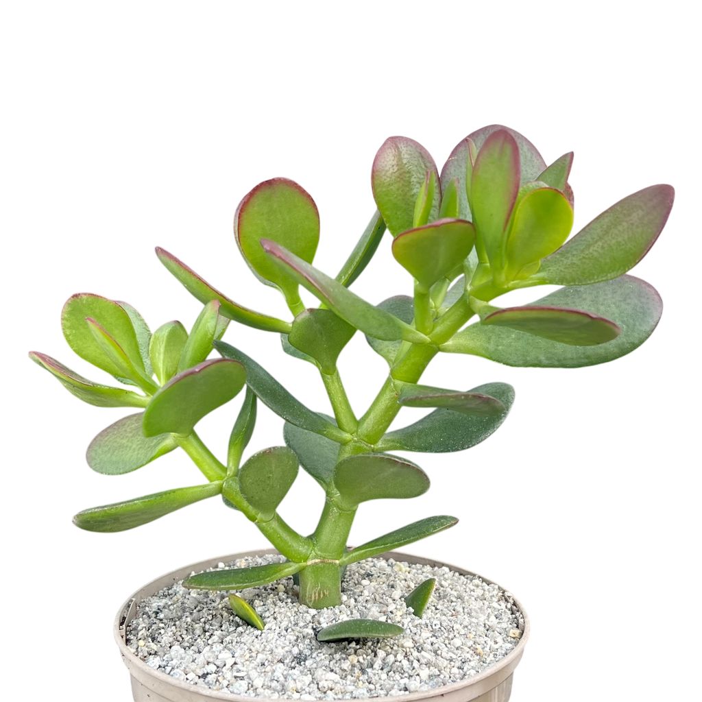 Crassula ovata | Jade Plant
