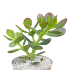 Crassula ovata | Jade Plant