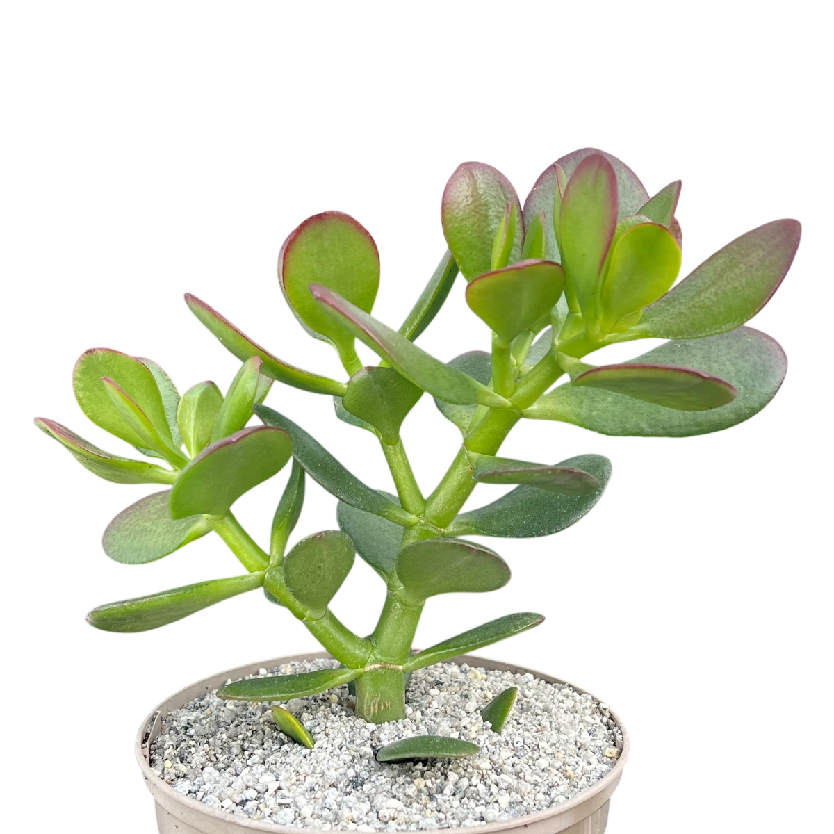 Crassula ovata | Jade Plant