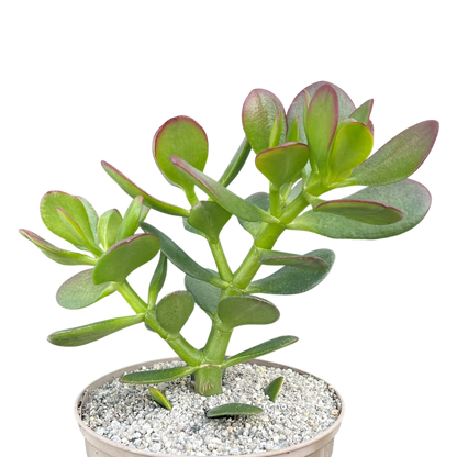 Crassula ovata | Jade Plant