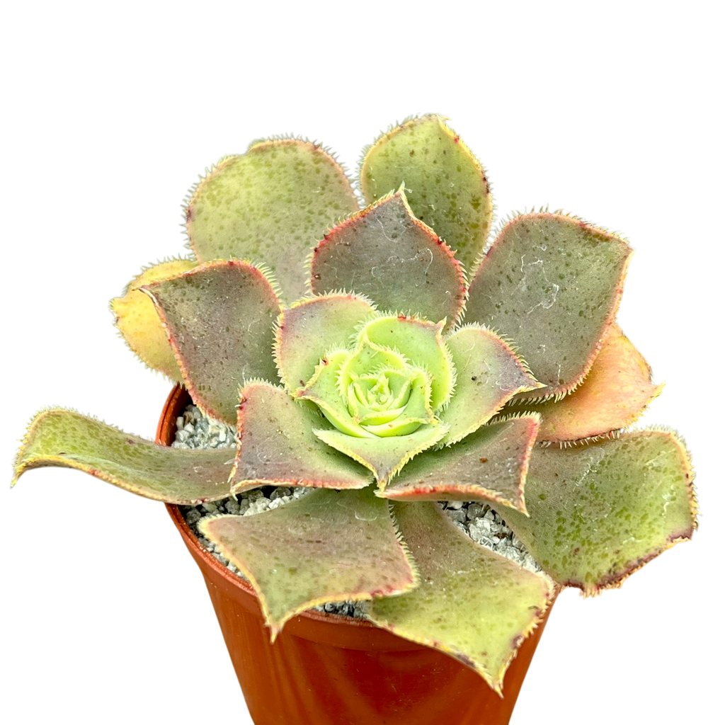 Aeonium valverdense