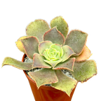 Aeonium valverdense