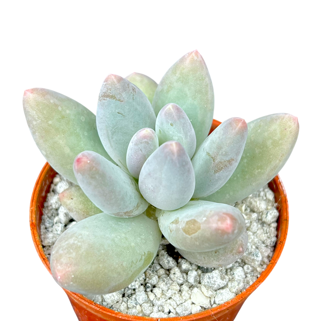 Pachyphytum 'Twilight'