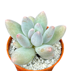 Pachyphytum 'Twilight'