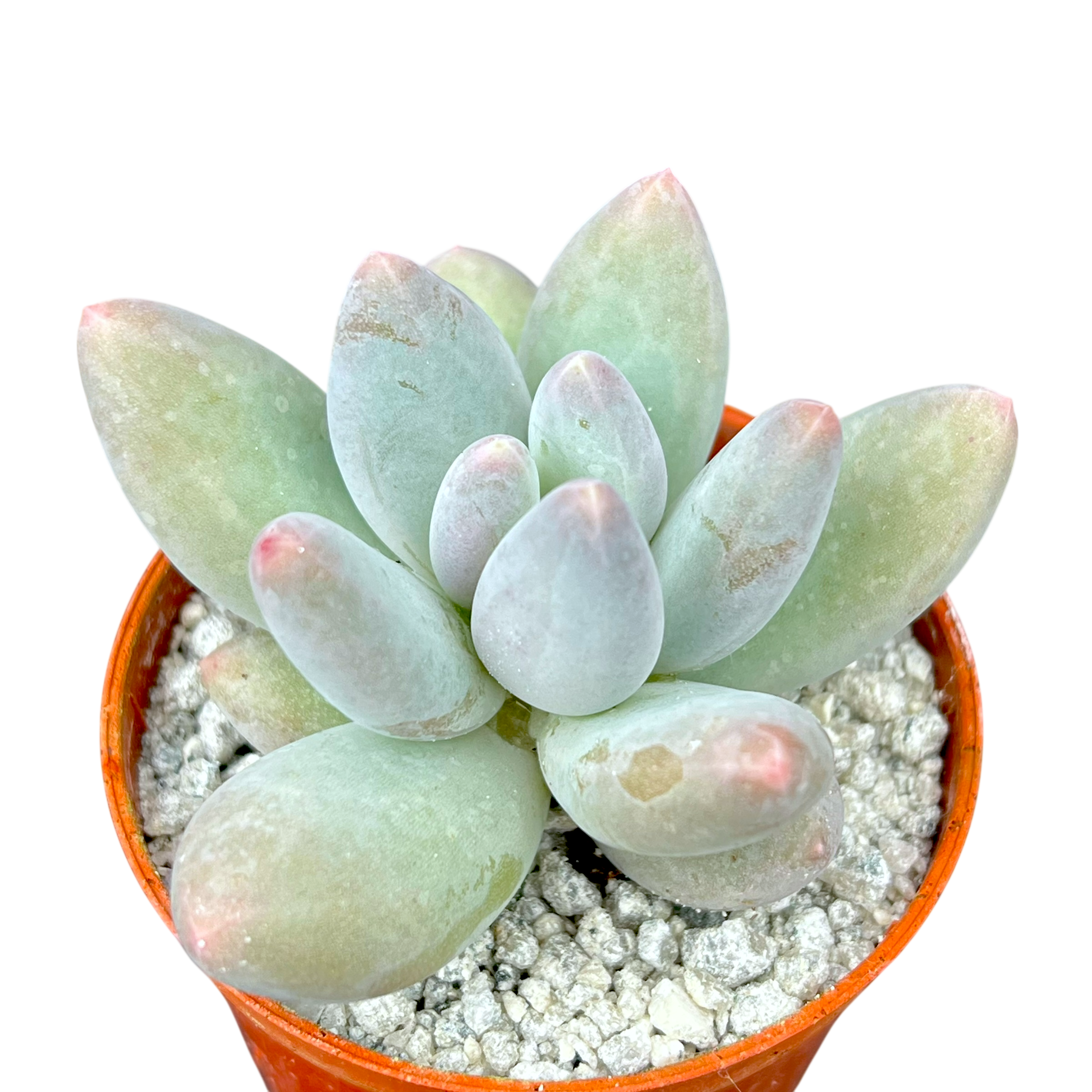 Pachyphytum 'Twilight'