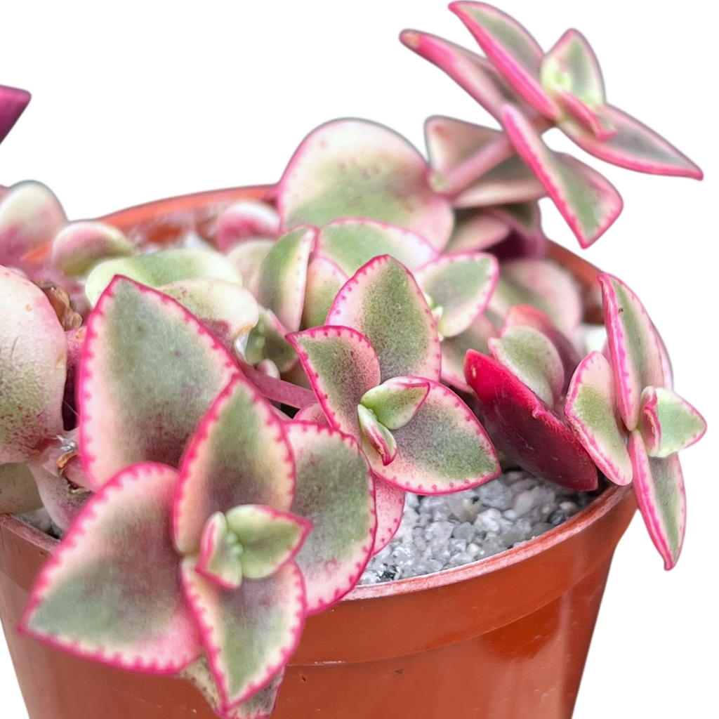 Crassula pellucida ssp. marginalis variegata