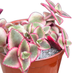 Crassula pellucida ssp. marginalis variegata
