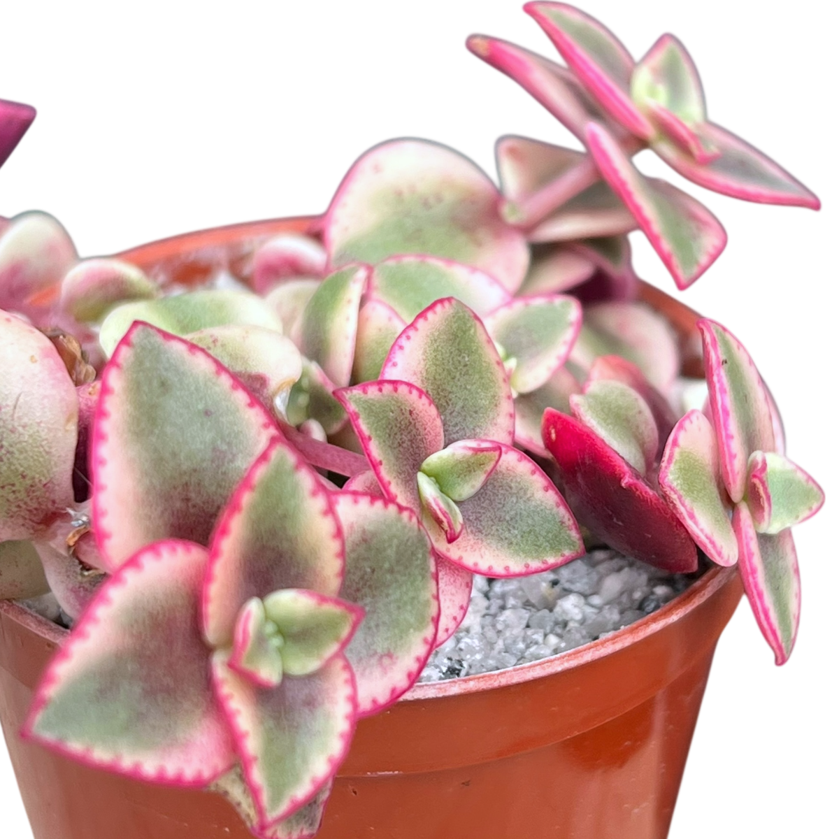 Crassula pellucida ssp. marginalis variegata
