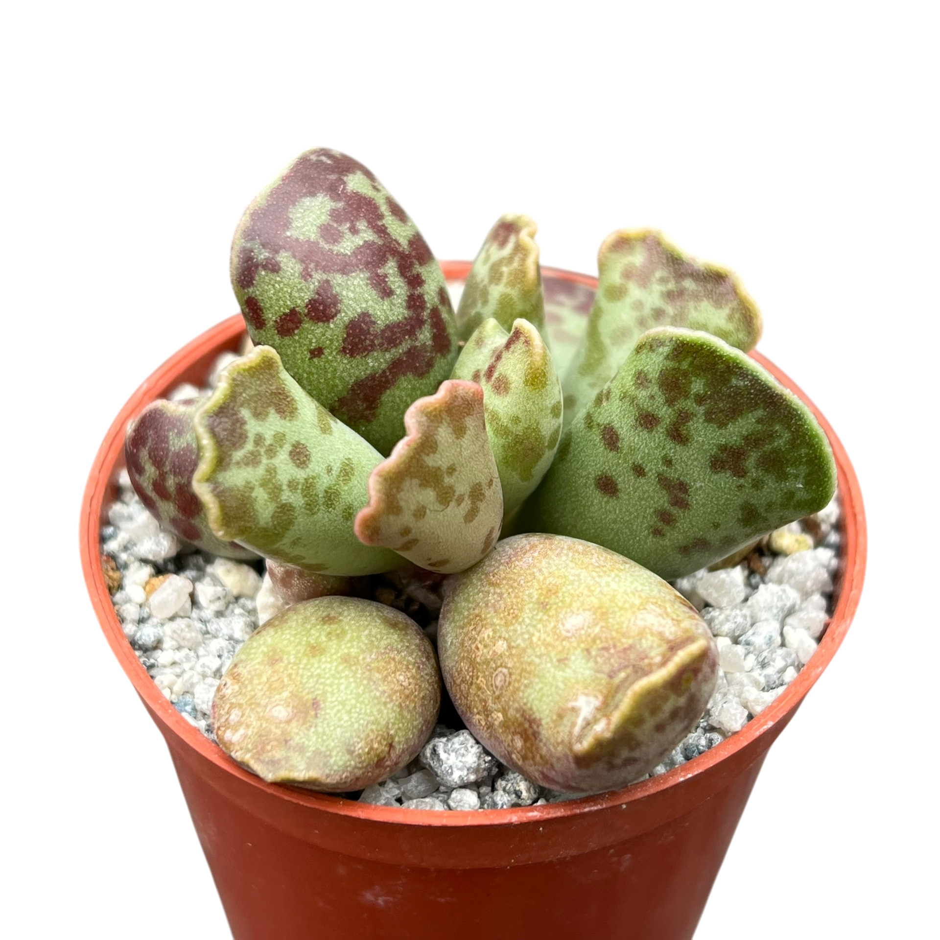 egg succulent Adromischus cooperi