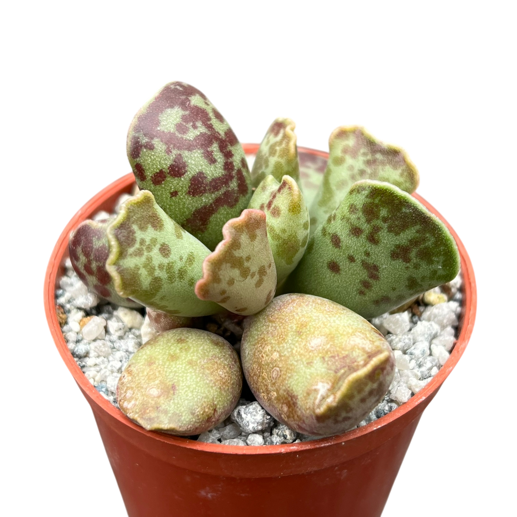Adromischus cooperi | Plante aux œufs de pluvier