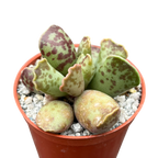 Adromischus cooperi | Plante aux œufs de pluvier
