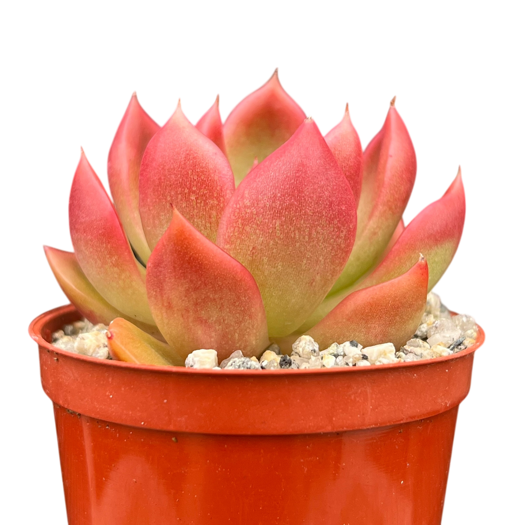 Echeveria x gilva 'Red'