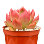 Echeveria x gilva 'Red'